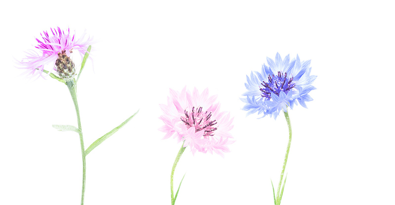 NL18FL003 TripleCentaurea.jpg :: Triple Centaurea