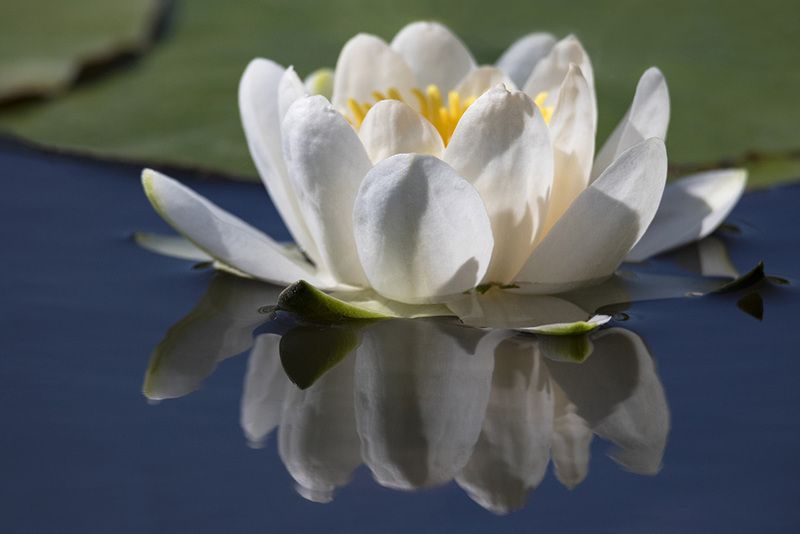 NL19FL003 NymphaeaBlanca.jpg :: Nymphaea Blanca