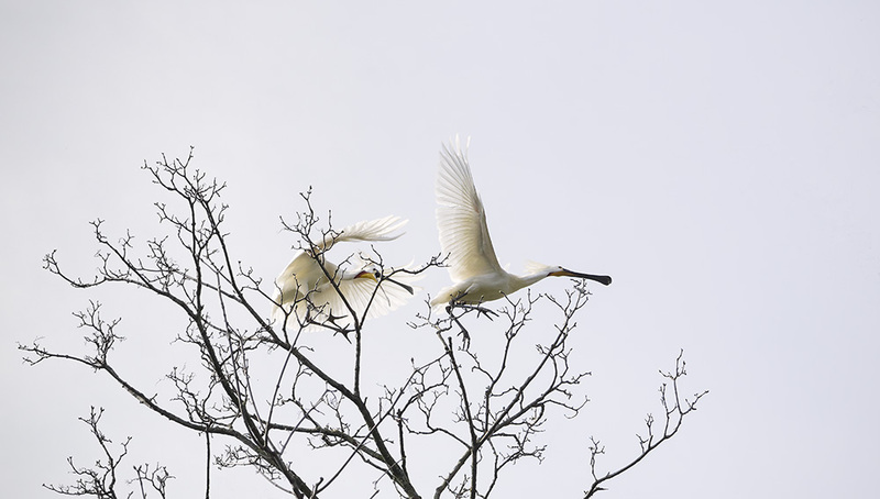 NL22F 003 Spoonbills.jpg :: Territorial Spoonbills
