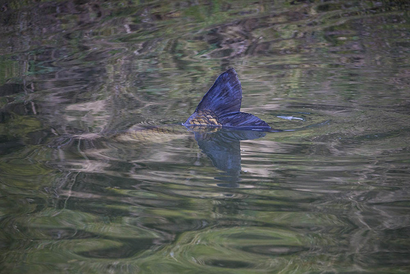 NL23F 001 Fish.jpg :: Watered down Fish