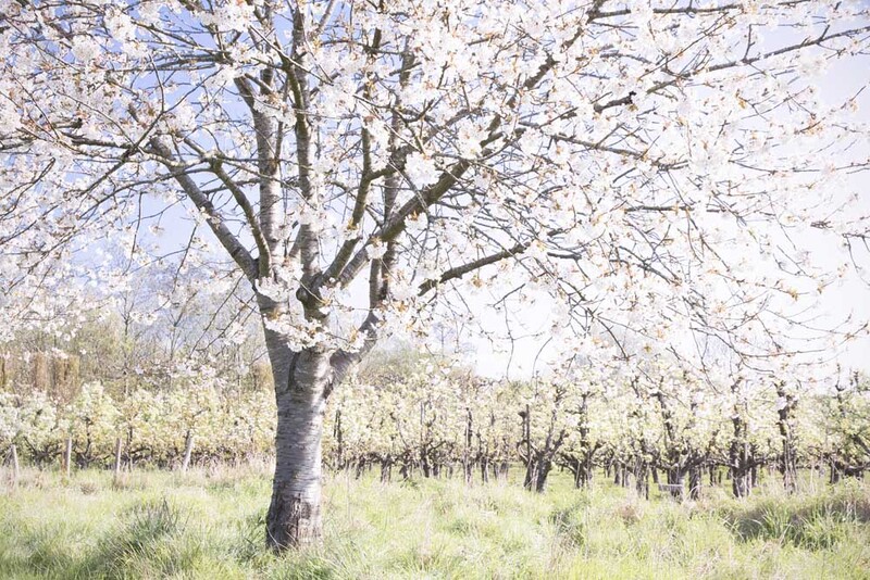 NL25L001 Orchard-Rhoon.jpg :: Orchard