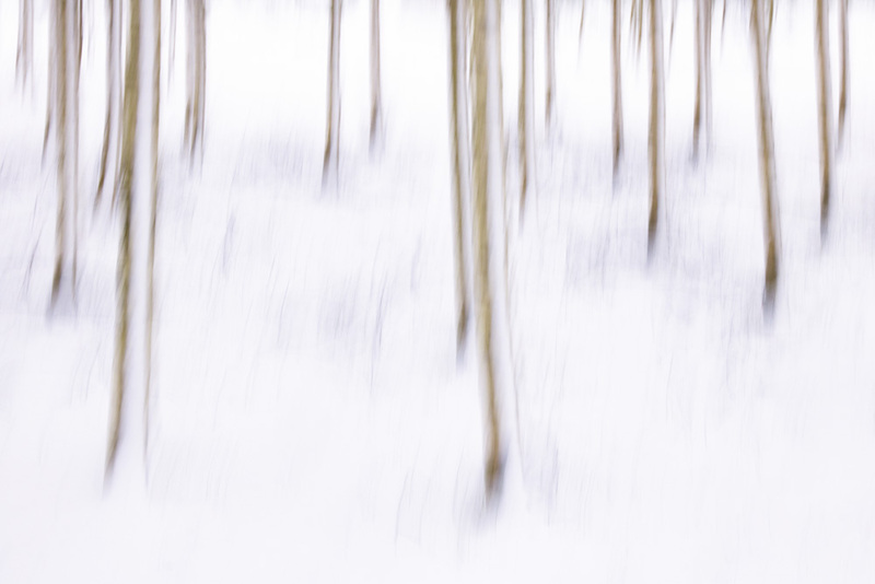 NL26L001w TreeScape.jpg :: Tree Scape in Winter