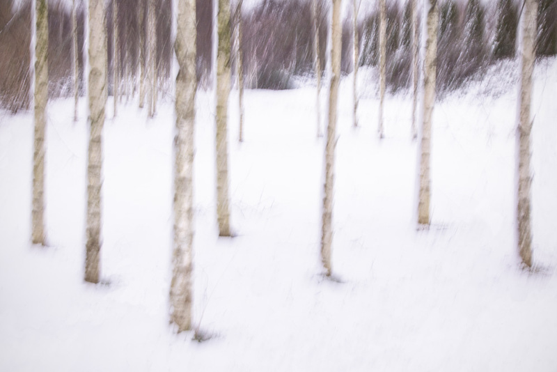 NL26L002w TreeScape.jpg :: Treescape in Winter