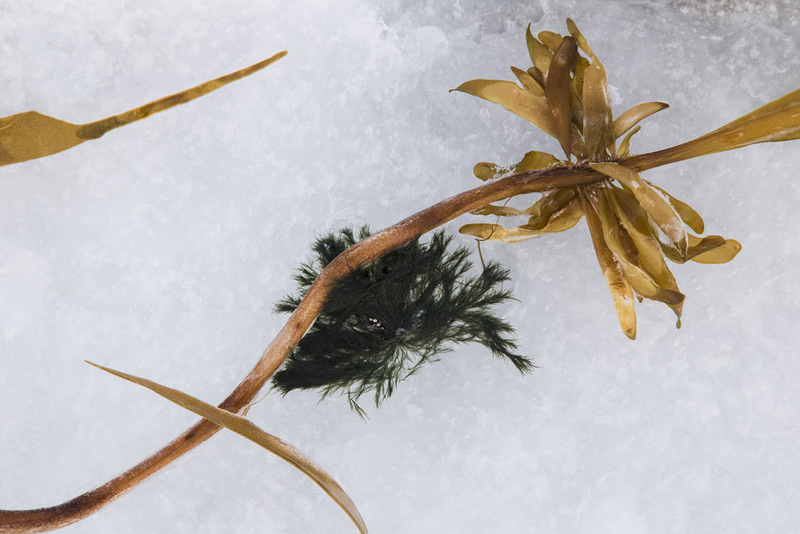 NO2022 018w WinterSeaWeeds.jpg :: Seaweeds