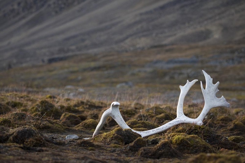 SJ2019_029w ReindeerAntler.jpg :: Reindeer Antler