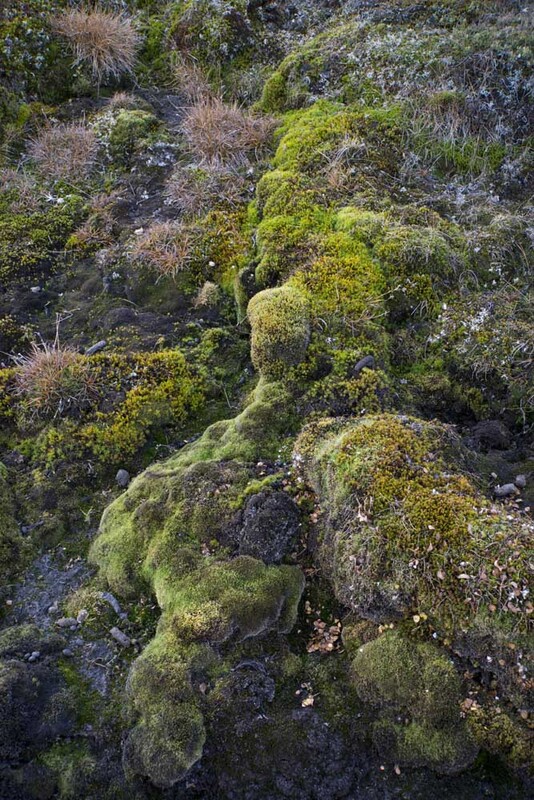 SJ2019_041w TundraVegetation.jpg :: Tundra Vegetation