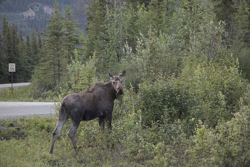 US2025 008 Wildlife.jpg :: Moose Denali National Park