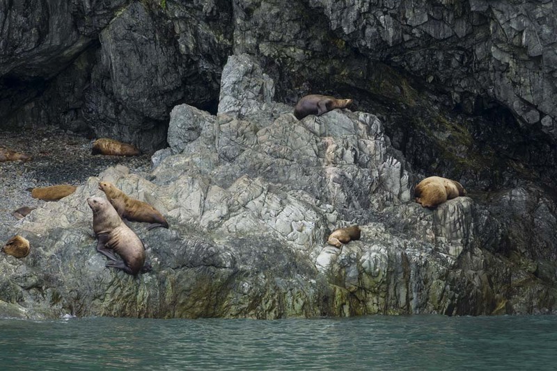 US2025 036 StellerSeaLions2.jpg :: Steller Sea Lions 2