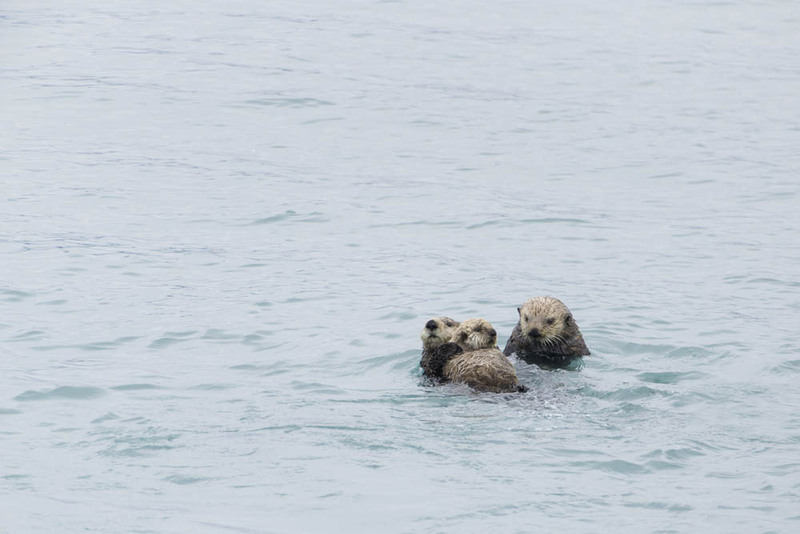 US2025 043 SeaOtters(1).jpg :: Sea Otters at Play