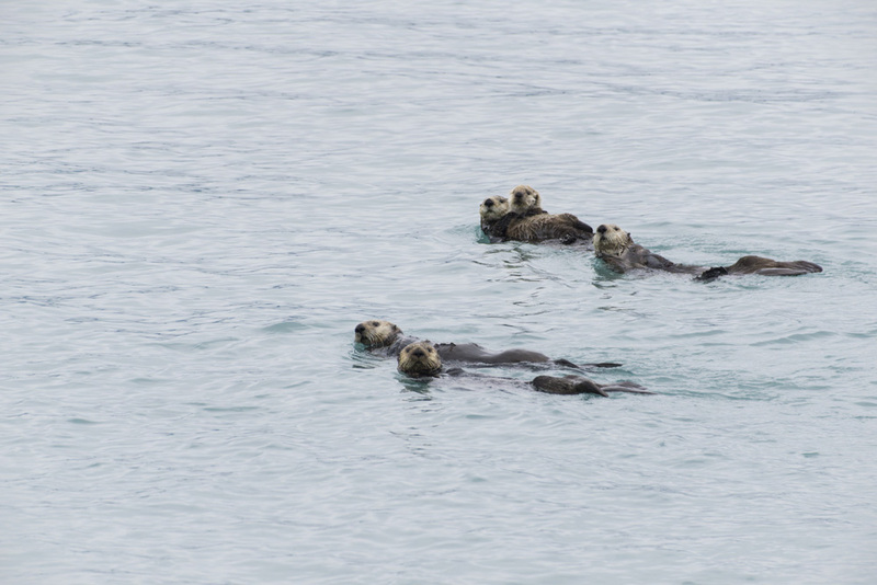 US2025 044 SeaOtters.jpg :: Sea Otters at Play
