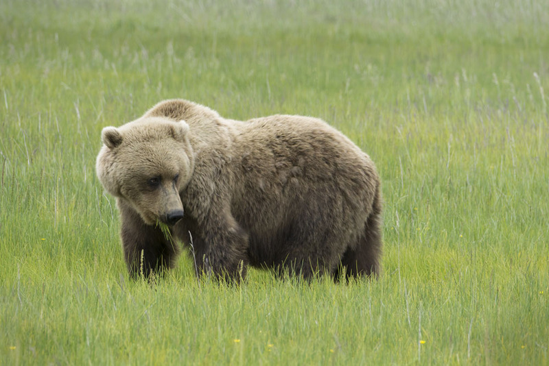 US2025 057 UrsusArctos2.jpg :: Ursus Arctos