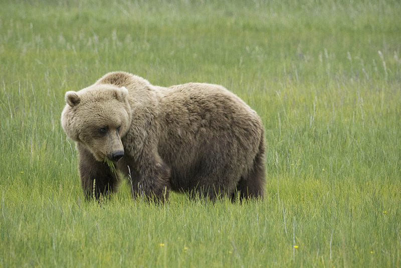 US2025 057 ursus-arctos.jpg :: Ursus arctos