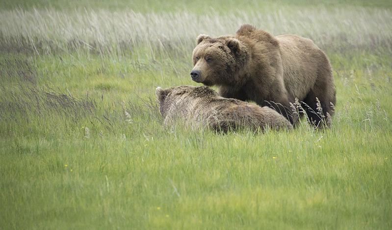 US2025 059 BrownBears.jpg :: Coastal Brown Bears in Lake Clark National Park