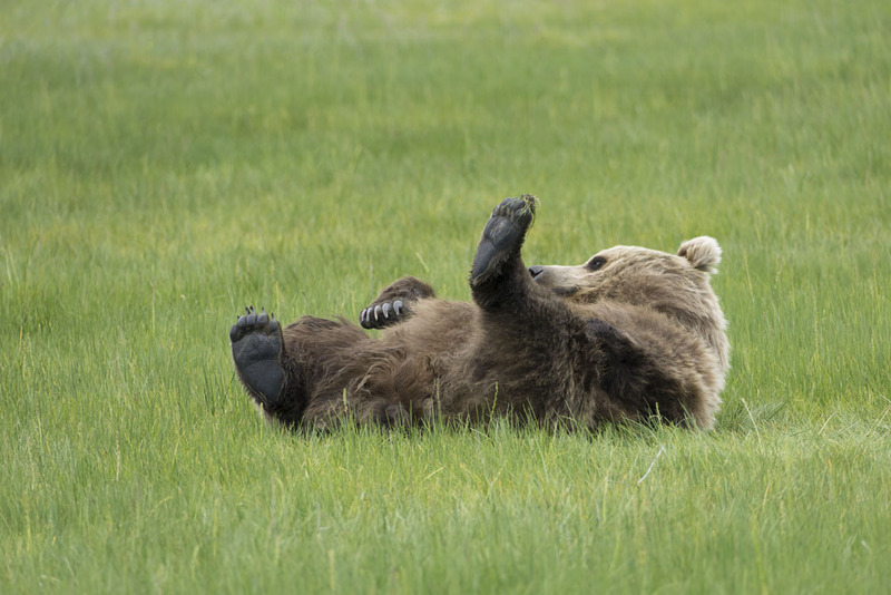 US2025 061 BrownBear6.jpg :: Coastal Brown Bear