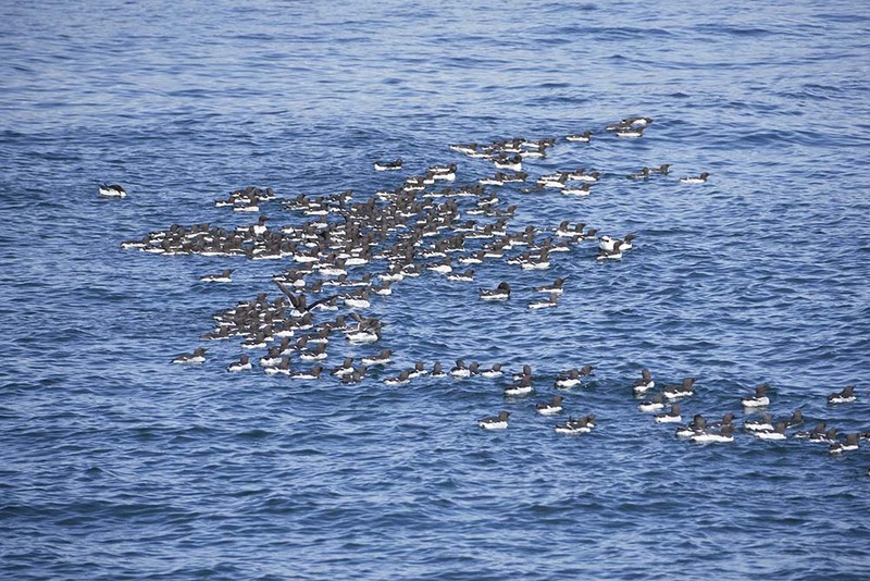 US2025 063 Guillemots.jpg :: Guillemots