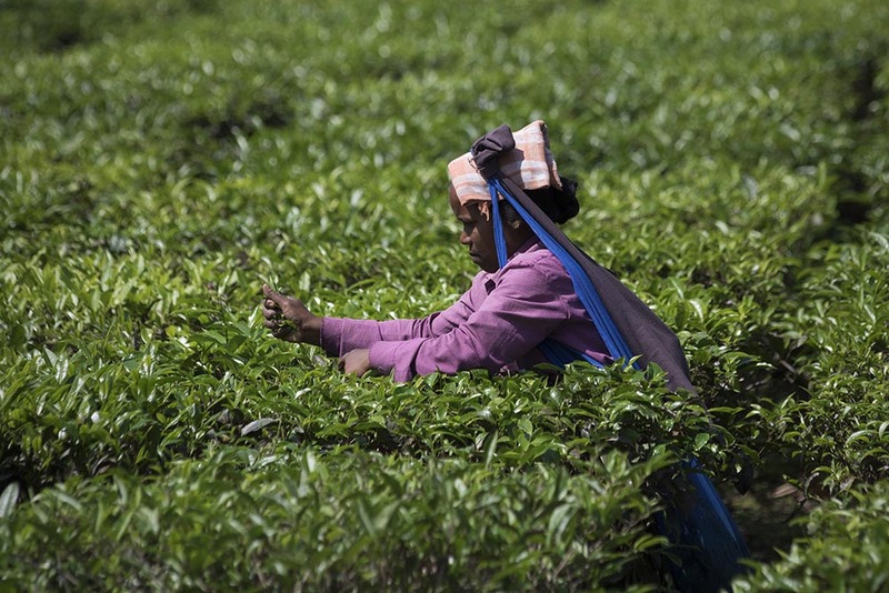 2019_007 IN TeaPicker.jpg :: Tea picking