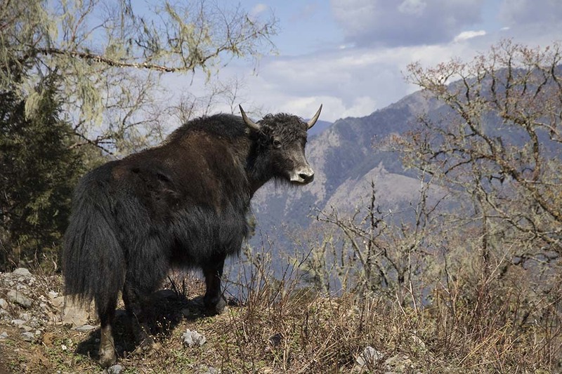 2019_043 BT Yak-EnRoute.jpg :: Yak along Mountain Road