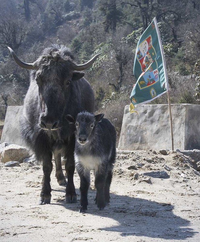2019_057 BT Yaks.jpg :: Mum and Baby Yak along Mountain Road