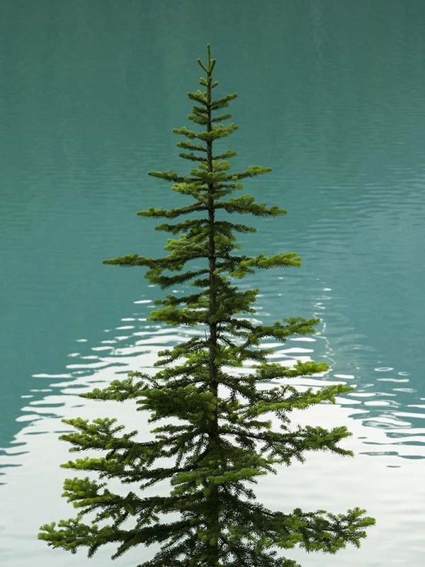 CA2023007 PineTree.jpg :: Pine Tree