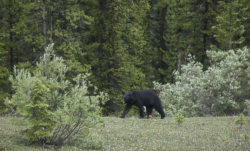 CA2023016 BlackBear.jpg :: Black bear - Ursus americanus
