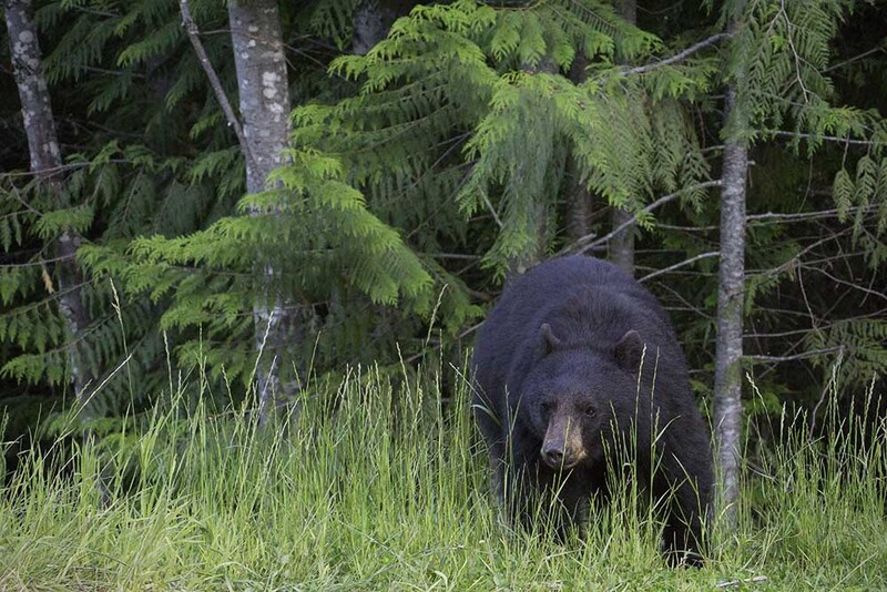 CA2023035 BlackBear2.jpg :: Black bear 2