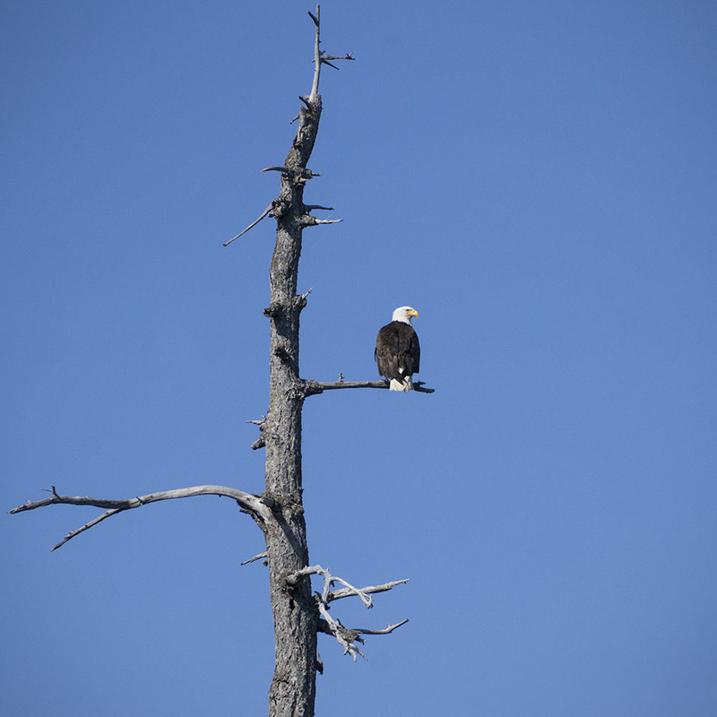 CA2023038 Haliaeetusleucocephalus.jpg :: Haliaeetus leucocephalus 