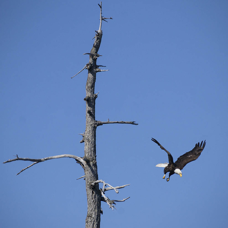 CA2023039 BaldEagle2.jpg :: Bald Eagle 2