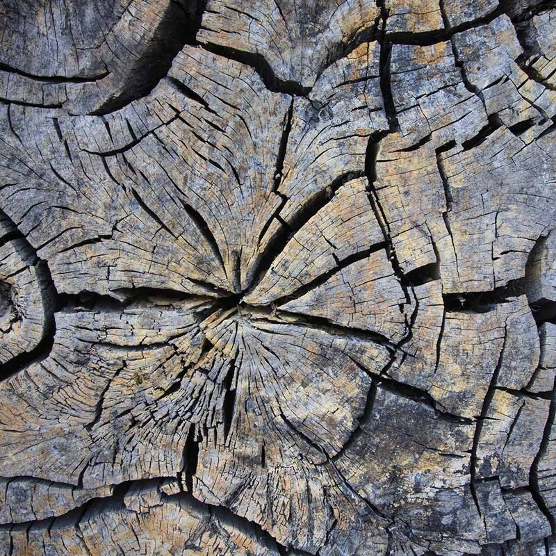 DE2022_009 Wood.jpg :: Tree Abstract