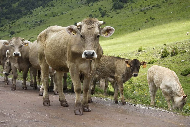 ES2010 001 Vacas.jpg :: Cows