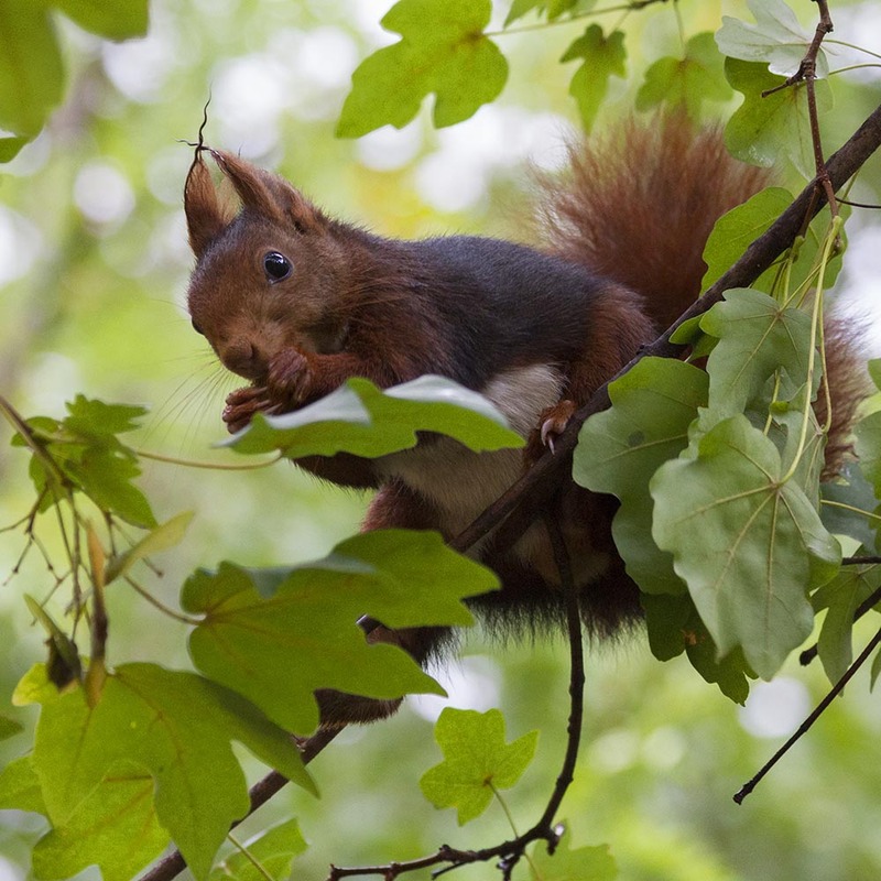 ES2011 008 RedSquirrel.jpg :: Red Squirrel