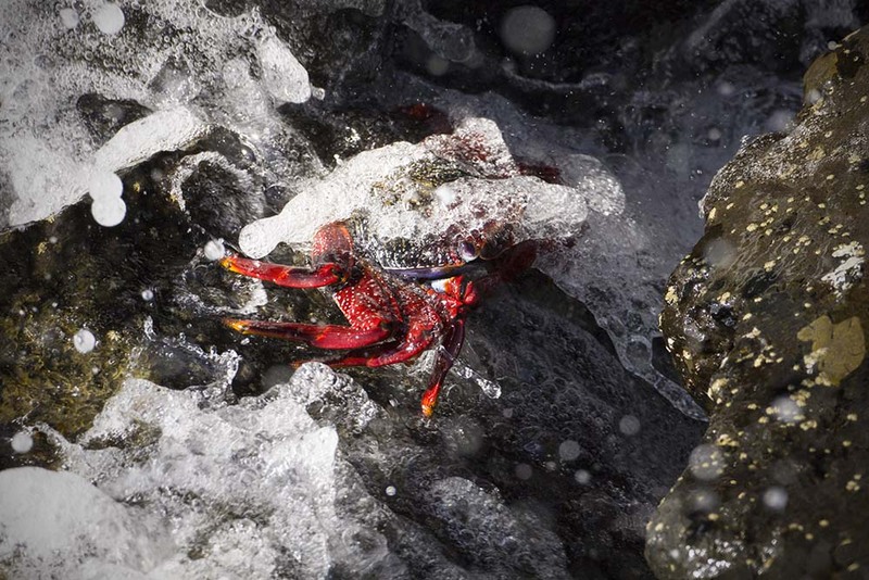 ES2023_007 CanaryCrab.jpg :: Canary Crab