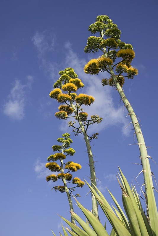 ES2024_003 CenturyPlant.jpg :: Century Plant