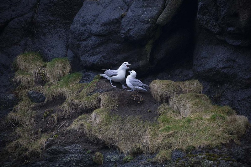 FO2022_019 Fulmars.jpg :: Fulmars