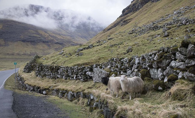 FO2022018 Sheepscape.jpg :: Sheepscape