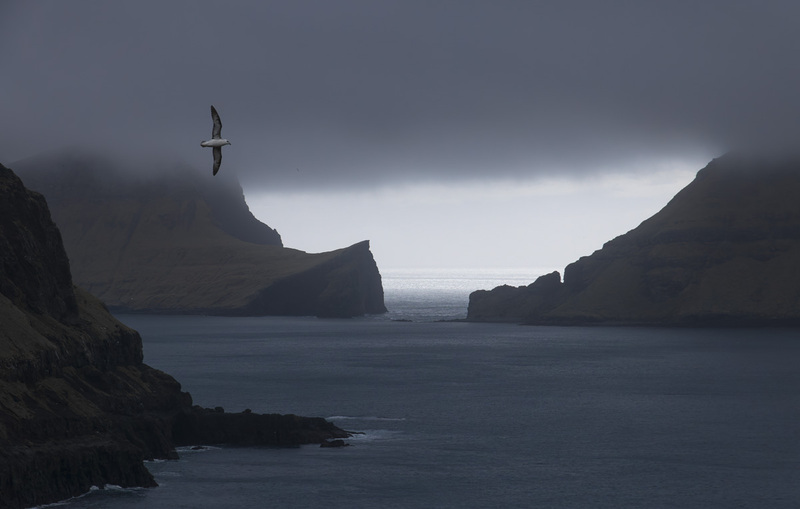 FO2022019 FulmarScape.jpg :: Fulmar in Flight