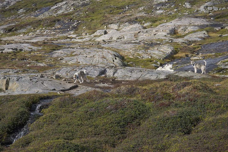 GL2024_005 SledDogs.jpg :: Sled Dogs on Tundra