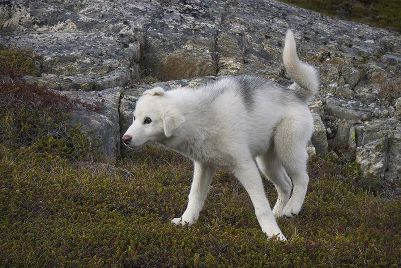 GL2024_006 SledDog.jpg :: Sled Dog at Play