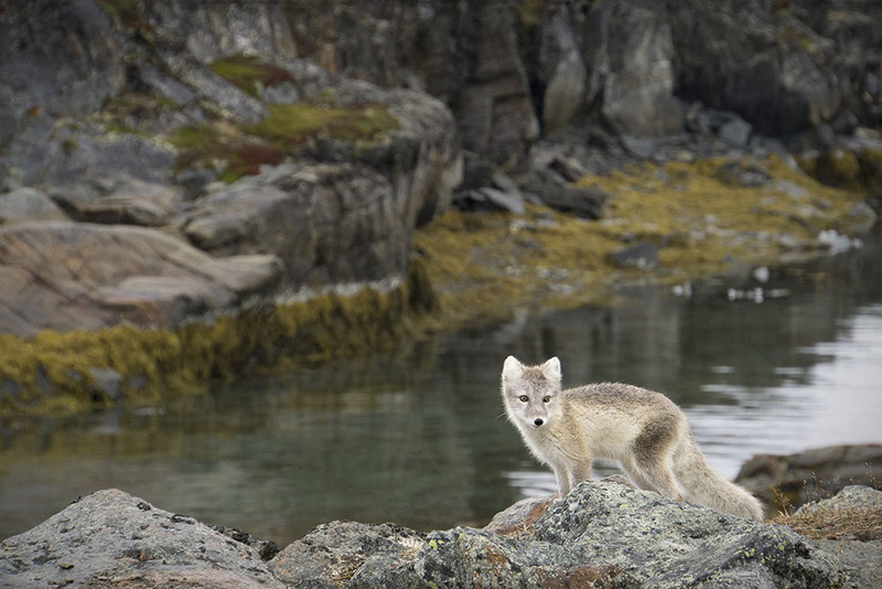GL2024_008 VulpesLagopus1.jpg :: Vulpes lagopus / Artic Fox