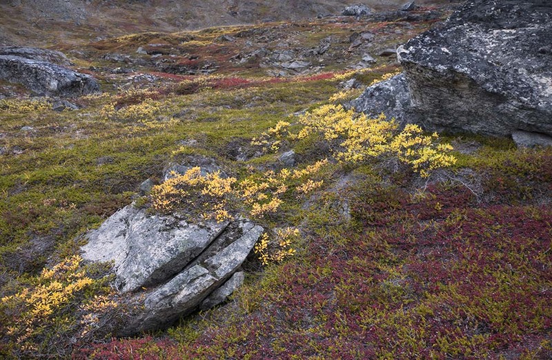 GL2024_063 Tundra.jpg :: Tundra Vegetation