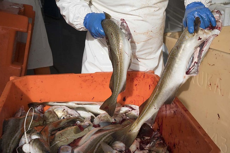 GL2024_D005 FishProcessing.jpg :: Fish Processing