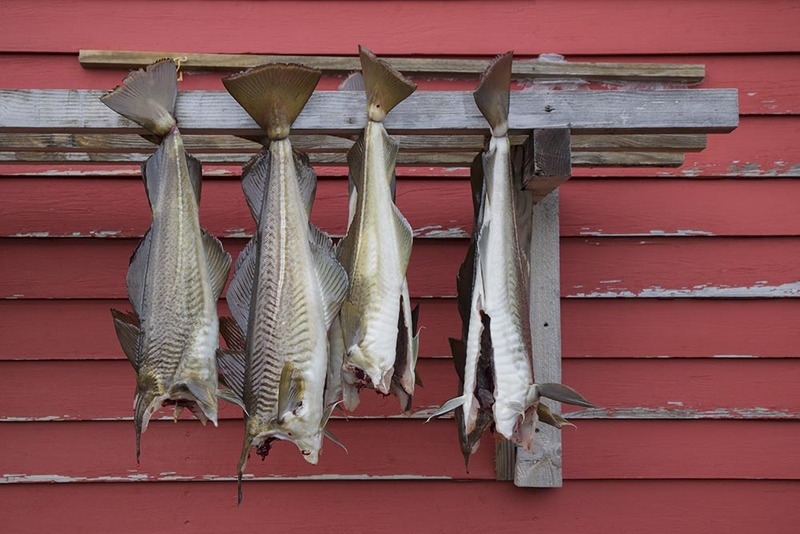 GL2024_D009 CodFish.jpg :: Drying Fish