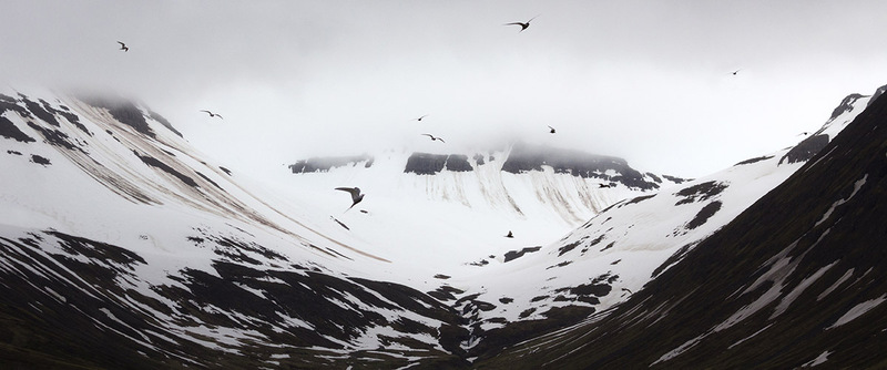 IS15_015 ArticTerns.jpg :: Artic Terns