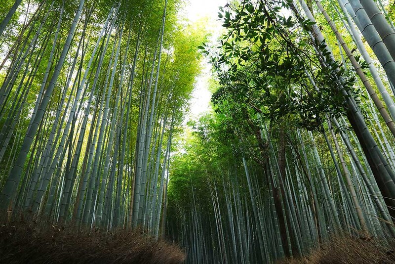 JP2016_025 BambooBos.jpg :: Mamboo