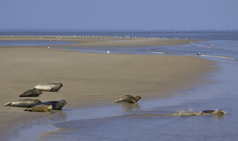 NL12F002 WaddenSea.jpg :: Sealscape