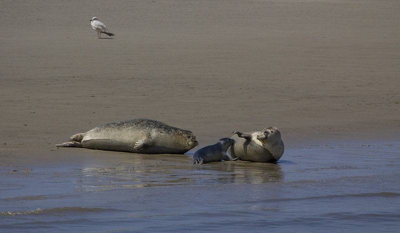 NL12F006 SealFamily.jpg :: Seal Family