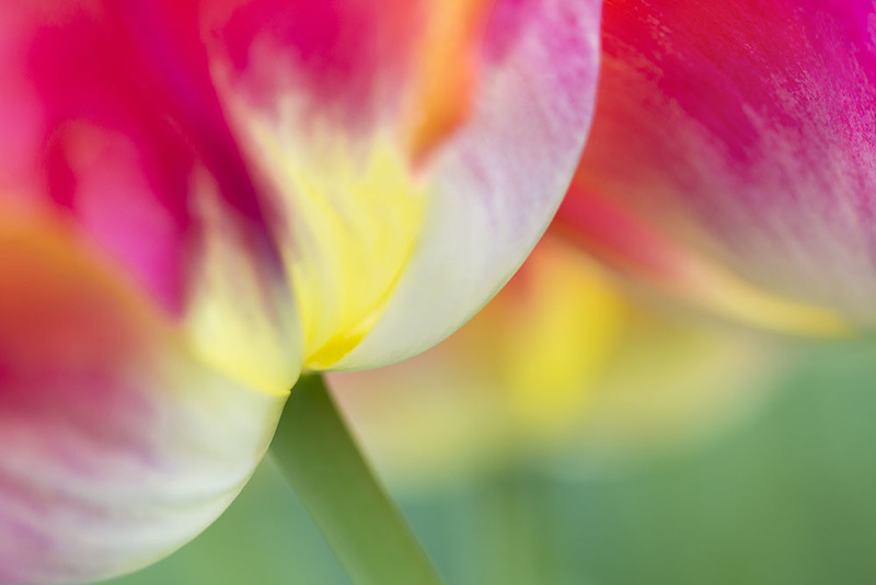 NL15FL001 Tulips.jpg :: Tulips