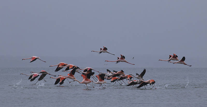NL18F001p Flamingos.jpg :: Flamingos