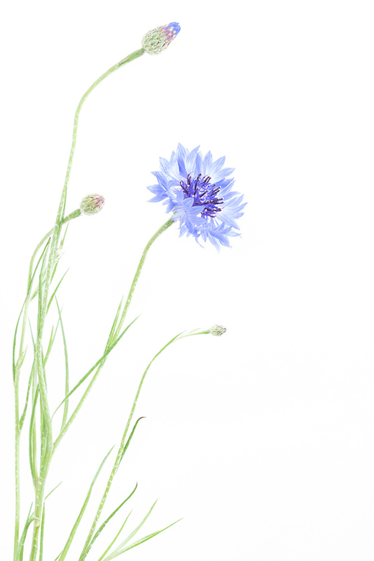 NL18FL001 Centaurea Cyanus.jpg :: Cornflower
