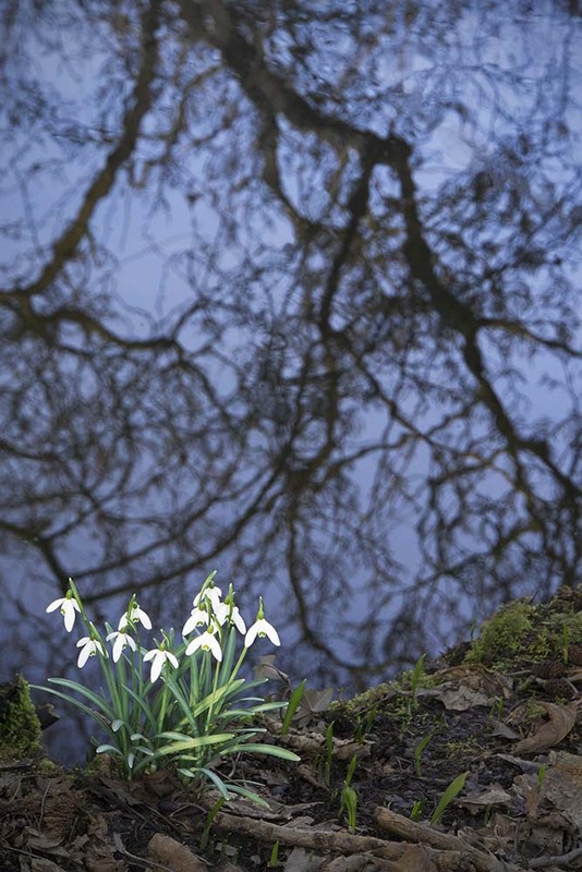 NL19FL001 Spring.jpg :: Snowdrops