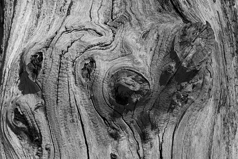 NL19FL002 Tree.jpg :: Tree Detail